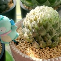 オブツーサ,ハオルチア,多肉植物,ベランダの画像