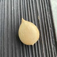 ソテツ,散歩の画像