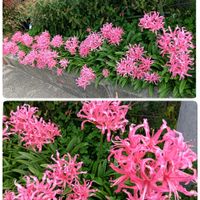 可愛い,癒される,お散歩,花のある暮らし,癒しのひと時の画像