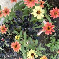 ジニア,ジニア,ラベンダーの画像