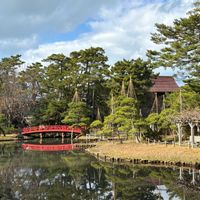 ススキ,寒椿,お散歩コース,雪吊り,白山神社の画像