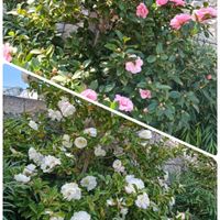 可愛い,癒される,お散歩,花のある暮らし,癒しのひと時の画像