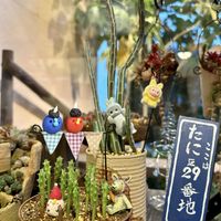 七宝樹,フェルニア,セネシオ・スタペリフォルミス,棒の日,るる　かまぼこ板で繋がる輪の画像