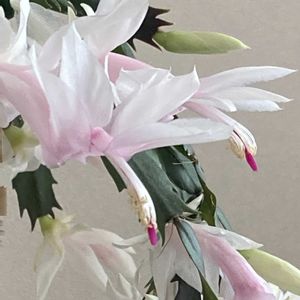 シャコバサボテン,リンゴ,デンマークカクタス,デンマークカクタス ホワイトベル,ありがとう❤️の画像