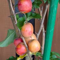 コスモス,ヒメリンゴ,葉牡丹,ヘーベ,チェッカーベリーの実の画像