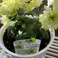 クリサンセマム,クリサンセマム　ノヴァライム,ライムグリーン,Juneの会,秘密の花園♡の画像