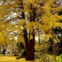 イチョウ,紅葉（こうよう）,落葉,わんこと一緒,今日も笑顔で♡の画像