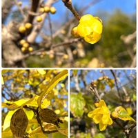 ロウバイ,感謝,ツルウメモドキの実,ありがとう♡,お花大好きの画像