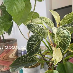 ウンベラータ,フィロデンドロン,フィロデンドロン・バーキン,観葉植物,放置栽培の画像