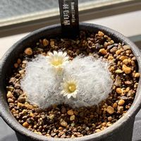 羽毛白星,多肉植物,開花,サボテン科,ベランダーの画像