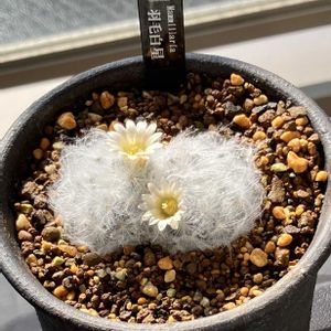 羽毛白星,多肉植物,開花,サボテン科,ベランダーの画像