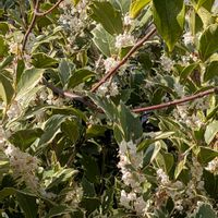 ポリゴナム（ヒメツルソバ）,大文字草,斑入り柊の花,白い花,花散歩の画像