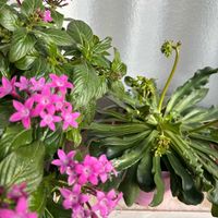 ペンタス,レウィシアの画像