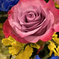 ダリア,ダリア,トルコキキョウ,トルコキキョウ,バラの画像