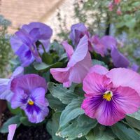 パンジー,アイビー,花のある暮らし,お花大好き, 紅葉の画像