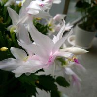 シャコバサボテン,シャコバサボテン,シャコバサボテン,デンマークカクタス,デンマークカクタス(シャコバサボテン)の画像