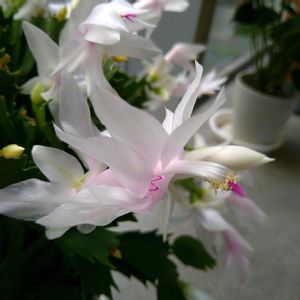 シャコバサボテン,シャコバサボテン,シャコバサボテン,デンマークカクタス,デンマークカクタス(シャコバサボテン)の画像