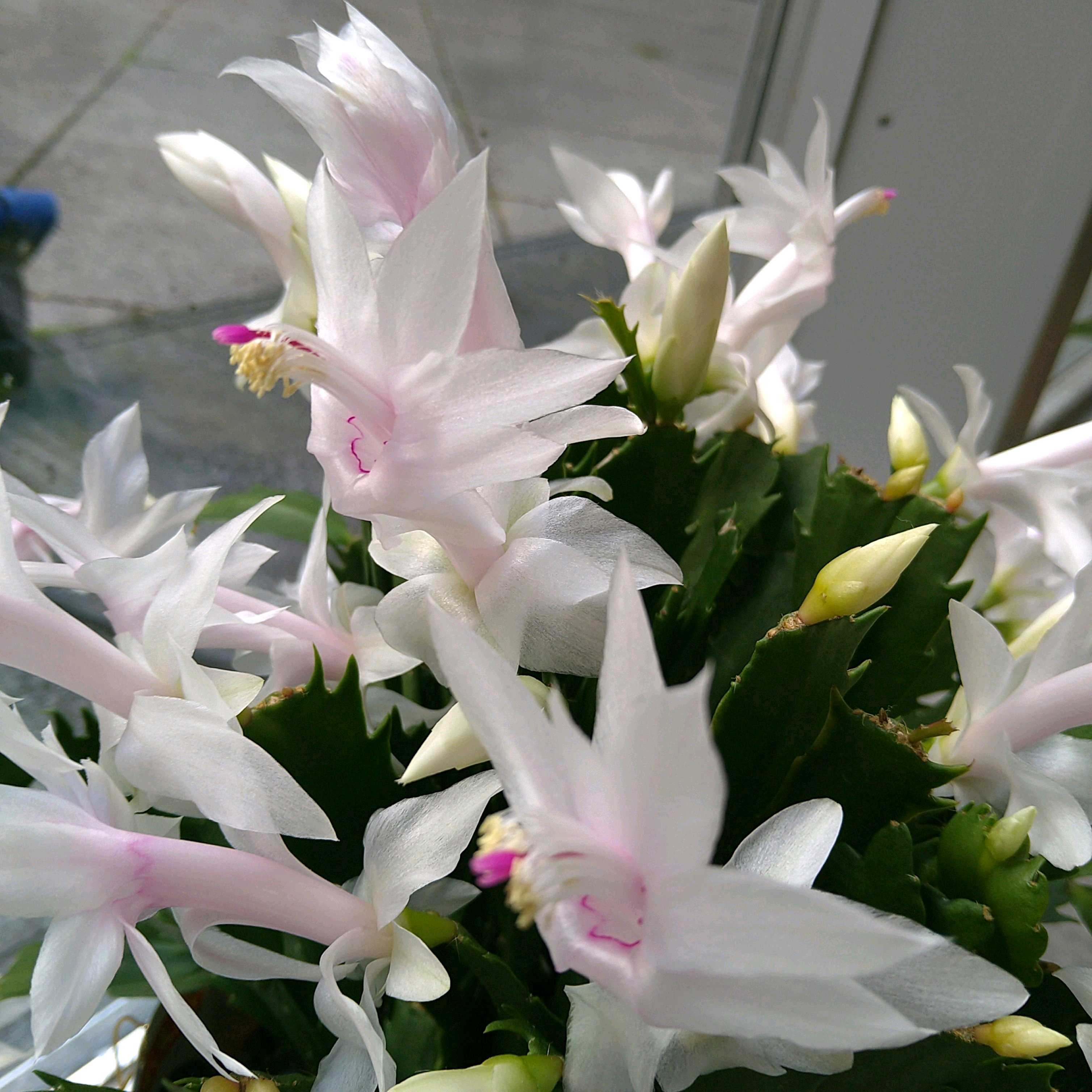 シャコバサボテンの投稿画像 by 蒼空Blueさん｜シャコバサボテンと