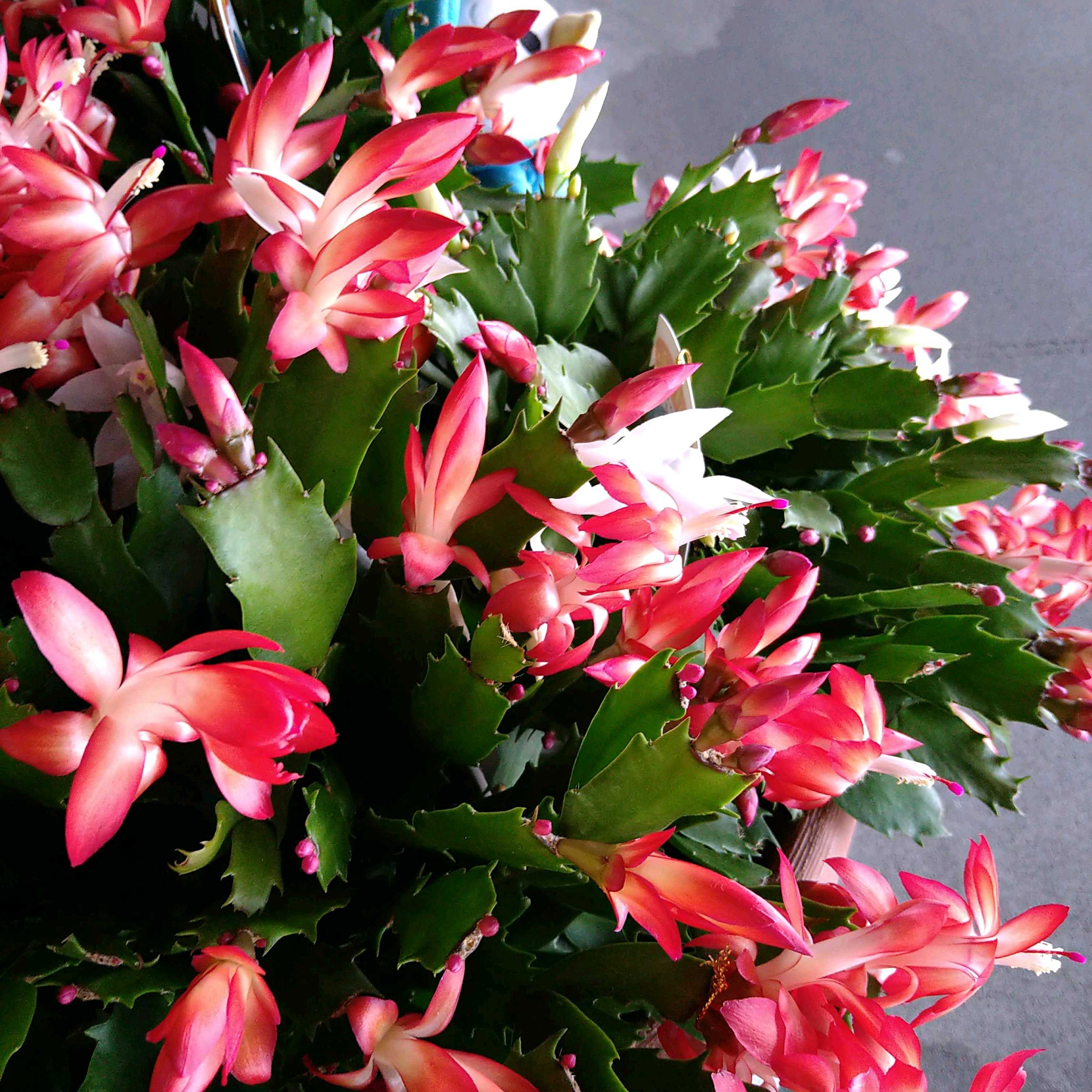 りんご　シャコバサボテン　コンペイトウファイヤー　シクラメン　レジーナ りんご様専用 シャコバサボテン コンペイトウファイヤー シクラメン