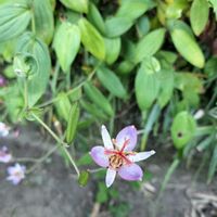 ホトトギスの画像