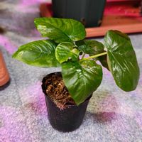 パキラ,フィカス・ウンベラータ,フィカス・ウンベラータ,フィカス・ウンべラータ,観葉植物の画像