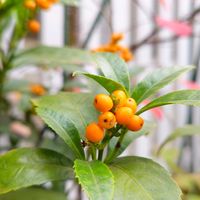 センリョウ,週末ガーデナー,実のもの,半日陰の庭の画像