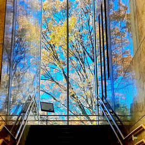 ケヤキ,ケヤキ,青空,黄葉,美術館の画像