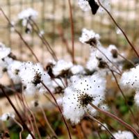 秋明菊,白い綿毛の種の画像