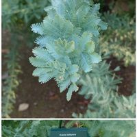 ギンヨウアカシア,散歩道での画像