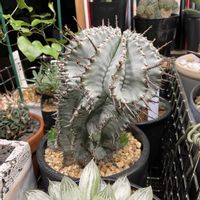 ホリダ,ユーフォルビア・ホリダ,多肉植物,観葉植物,ユーフォルビアの画像