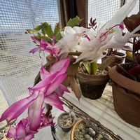 シャコバサボテン,温室,+安曇野の画像