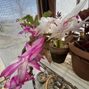 シャコバサボテン,温室,+安曇野の画像