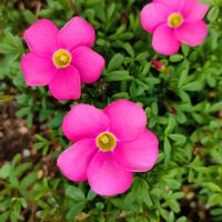 サボテン,サボテン,ゼラニウム,オキザリス　桃の輝き,オキザリス　桃の輝きの画像