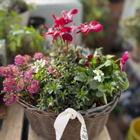 イベリス,イベリス,ガーデンシクラメン,ガーデンシクラメン,ビオラの画像