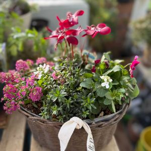 イベリス,イベリス,ガーデンシクラメン,ガーデンシクラメン,ビオラの画像