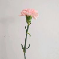 カーネーション,カーネーション ドンセル,一人一花,一人一花運動@福岡市,ハナノヒの画像
