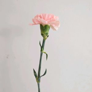 カーネーション,カーネーション ドンセル,一人一花,一人一花運動@福岡市,ハナノヒの画像