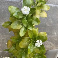 ニチニチソウの画像