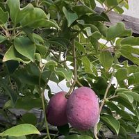 シャリンバイ,ムベ,今を生きる,チーム千葉✿︎,木曜日は木の画像