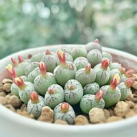 コノフィツム,コノフィツム ヒリー,多肉植物,観葉植物,メセンの画像