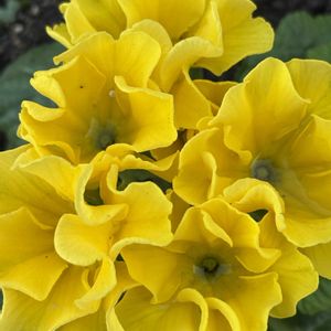 プリムラ　ジュリアン,ナチュラルガーデン,いい香り,お庭の花たち,花と暮らすの画像