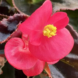 #ガーデニング,ピンクワールドへ ようこそ,エクステリアの画像