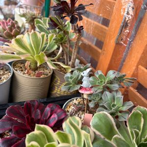 多肉,多肉植物,ベランダガーデン,アエオニウム,アエオニウム属の画像