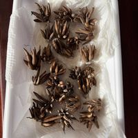 ラナンキュラスの画像