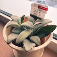 月兎耳,多肉植物,北海道,札幌,冬の花活の画像
