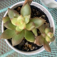 月の王子,多肉植物,観葉植物,癒し,グリーンのある暮らしの画像