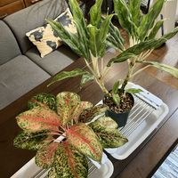 アグラオネマ,アグラオネマ　ゴースト,アグラオネマ•テンカラット,アグラオネマ属,脇芽の画像