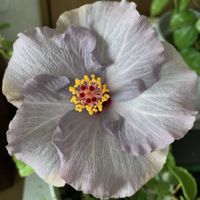 サザンカ,スイセン,ハイビスカス　ケイト,ミニチュアシュナウザー,ワンワン祭りの画像