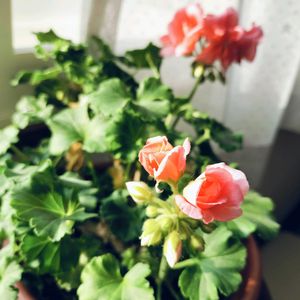 楽しみ〜,かわいい♡,ありがとう♪,元気に育ちますように,白い花♡の画像