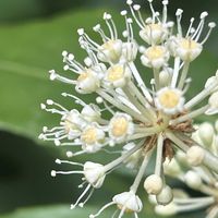 ヤツデ,ノジギク,真鴨,チヂミザサの花,ヤツデの 花の画像